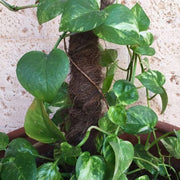 Tutor Musgo de Coco 80cm (Ø45mm) - 24 unidades
