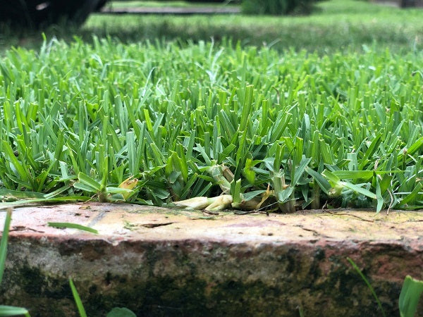 Semillas de Césped WHITTET Kikuyu (Grama Gruesa) - 1 kg