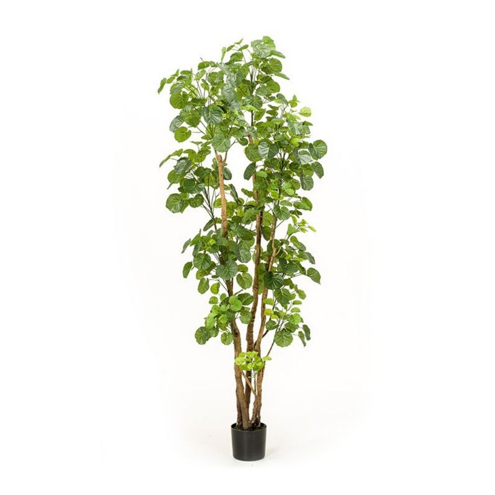 Árbol ARALIA, altura 165 cm y 279 hojas, con macetero básico.