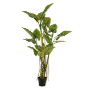 Árbol COLOCASIA. Altura: 195 cm