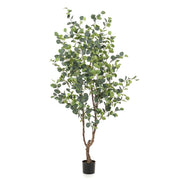 Árbol EUCALYPTUS. Alrura: 120 cm.
