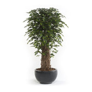 Árbol ficus DELUXE multi tronco natural. 180 cm.