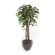 Árbol ficus acabado ECO. Altura 145 cm y 720 hojas