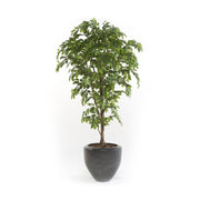 Árbol ficus acabado PREMIUM. Altura 175 cm y 1890 hojas
