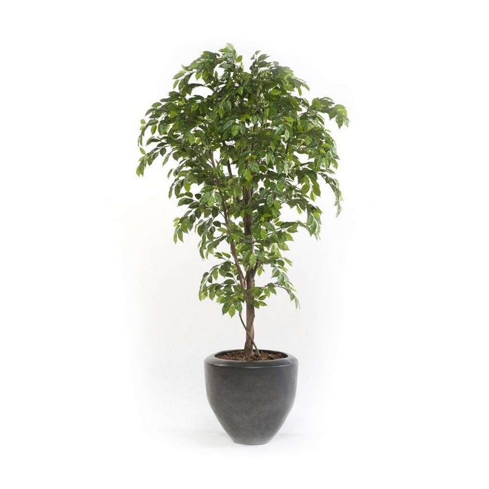 Árbol ficus acabado PREMIUM. Altura 175 cm y 1890 hojas