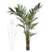 Árbol KENTIA MAXI de 270 cm, ejemplar multitronco, revestimiento natural y ramas orientables.