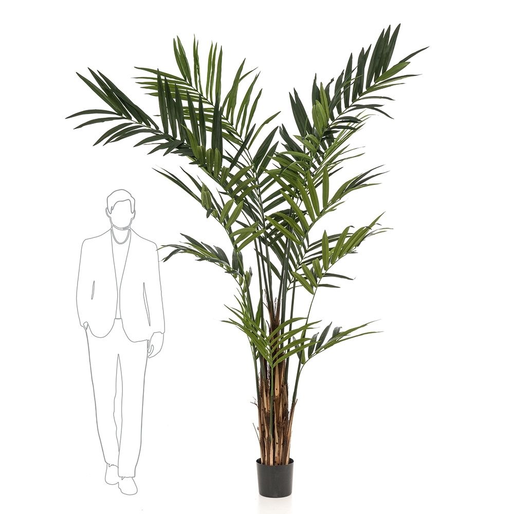 Árbol KENTIA MAXI de 270 cm, ejemplar multitronco, revestimiento natural y ramas orientables.