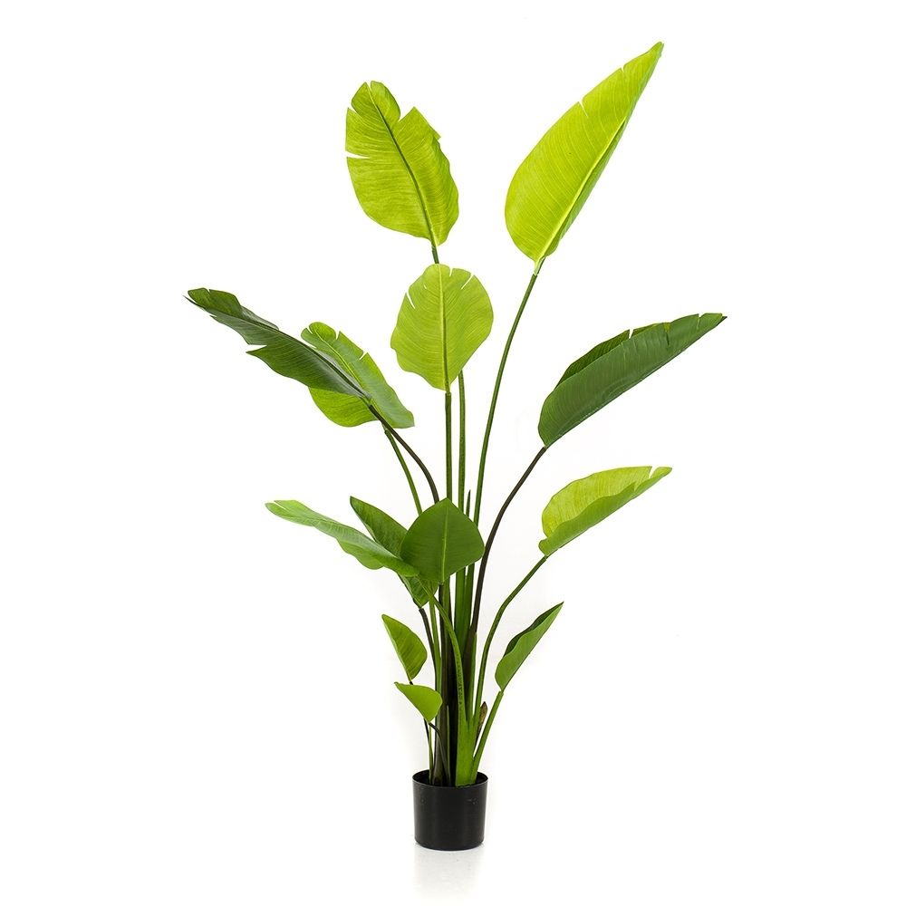 Árbol STRELITZIA NICOLAI. Altura: 150 cm. 13 hojas