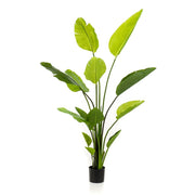 Árbol STRELITZIA NICOLAI. Altura: 150 cm. 13 hojas
