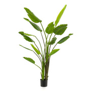 Árbol STRELITZIA NICOLAI. Altura: 180 cm. 13 hojas