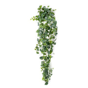 Scindapsus pictus arbusto colgante 180cm verde/gris