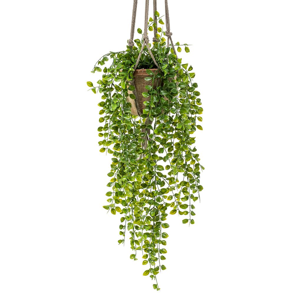 Colgante ARBUSTO FICUS PUMILA de 80 cm (6 unidades)