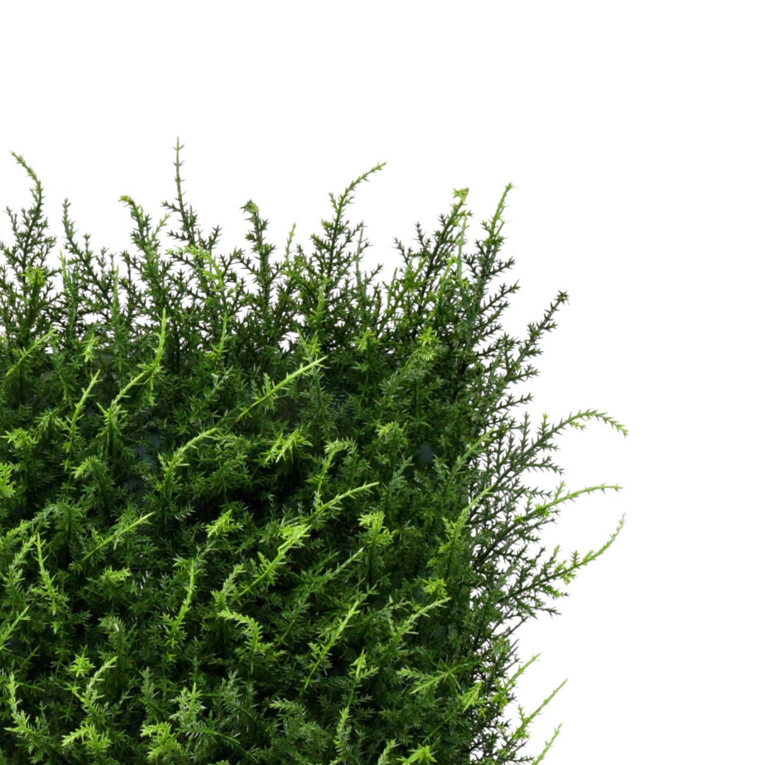 Bonerva | Jardín Vertical Halepensis Pack 4 Piezas 50x50cm