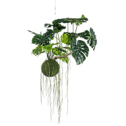 Bola de Musgo Monstera Colgante 80 cm.