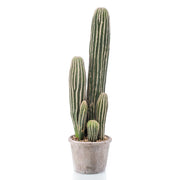 Planta Cactus SAN PEDRO de 57 cm de altura. Incluye macetero.