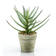 Aloe en maceta de cemento de 18 cm de alto (MINI) (6 unidades)