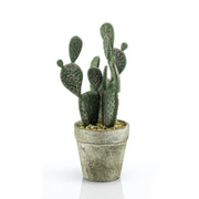 Cactus PLANO en maceta de cemento de 20 cm de altura.(Caja de 6 Unidades)