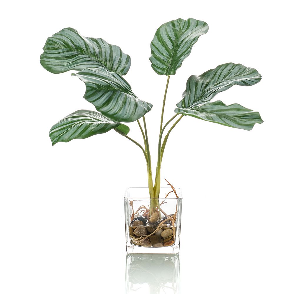 Calatea de 35 cm de alto incluyendo jardinera de cristal de 8 cm (MINI) (6 unidades)