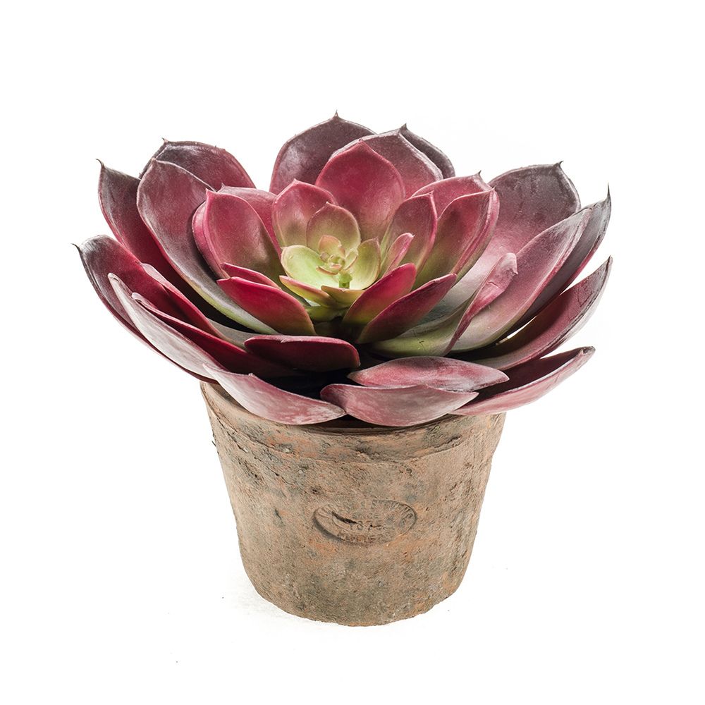 Planta ECHEVERRIA PELUSIDA en maceta envejecida de 20 cm de diam. y 11 cm de altura (MINI). (3 unidades)