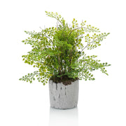 Helecho ADIANTUM sobre base cementada. Altura: 30 cm