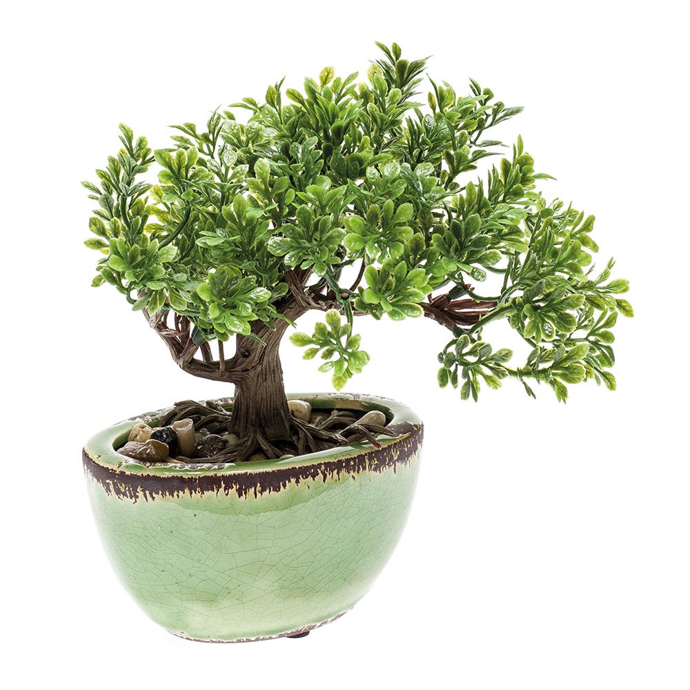 Ficus MINI BONSAI de 18 cm de altura en maceta verde.