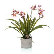 Oncidio color burdeos, con base frondosa de hojas verdes y jardinera de cerámica. Altura 45cm (MINI). 4 uidades