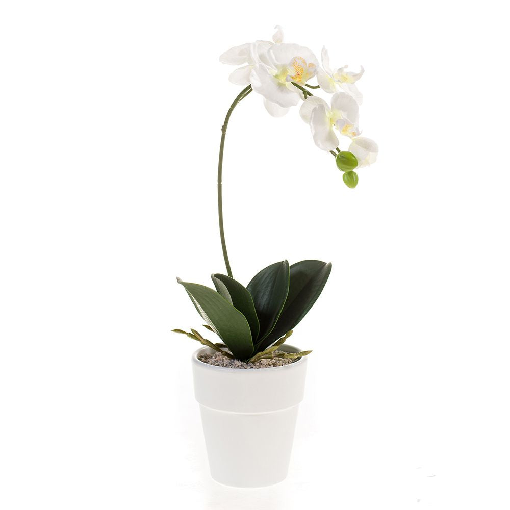 ORQUÍDEA blanca con maceta (MINI). (8 unidades)