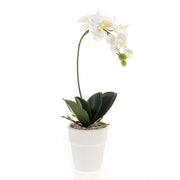 ORQUÍDEA blanca con maceta (MINI). (8 unidades)
