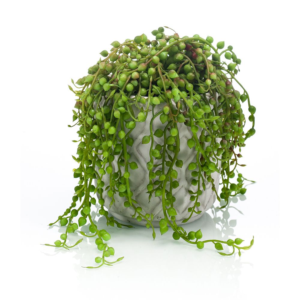 Senecio de 15 cm de altura total, con jardinera de cemento blanco roto de 15 cm (MINI) (6 unidades)