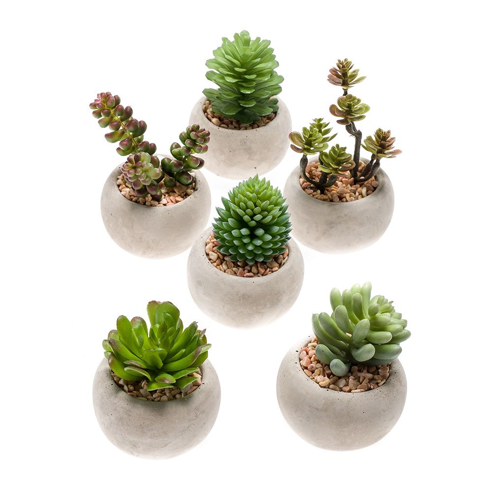 Mezcla de suculentas conjunto de 12 piezas de 6,5 cm (12 unidades)