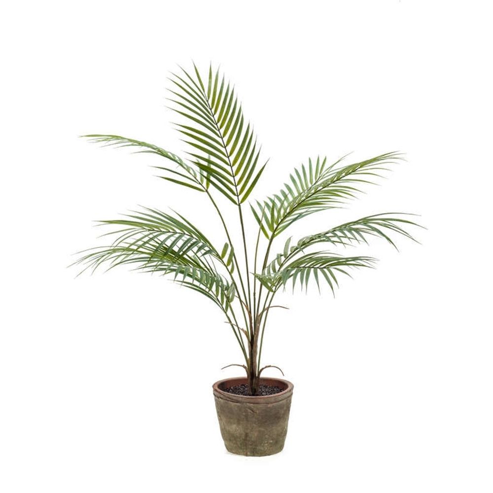 Planta CHAMAEDOREA de 85 cm de altura con macetero envejecido redondo de 16cm.