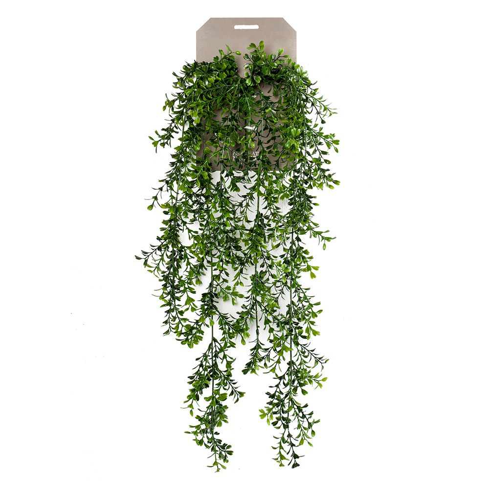 Planta colgante BOJ de 75 cm (6 unidades)