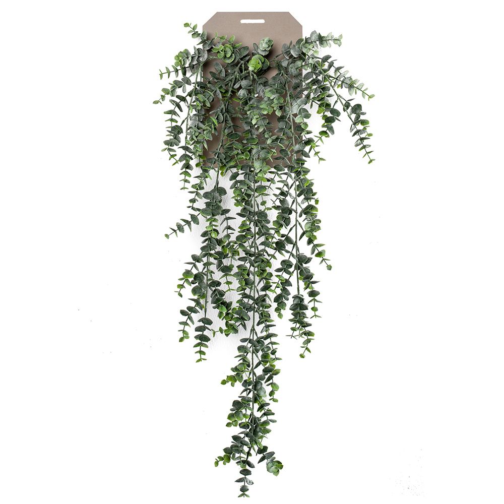 Planta colgante Eucalypthus de 75 cm (6 unidades)
