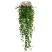 Planta Colgante arbusto Jazmin de 80 cm (6 unidades)