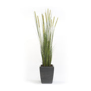 Planta junco acabado ESPIGA ESTRECHA. Altura 125 cm
