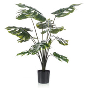 Planta MONSTERA de 80 cm de alto. Incluye macetero básico.