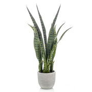 Planta SANSEVIERIA con macetero incluido Altura total 65 cm.