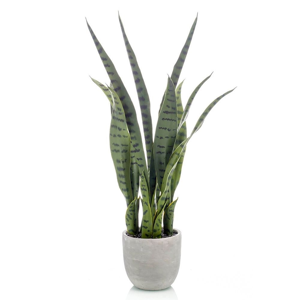 Planta SANSEVIERIA con macetero incluido Altura total 65 cm.